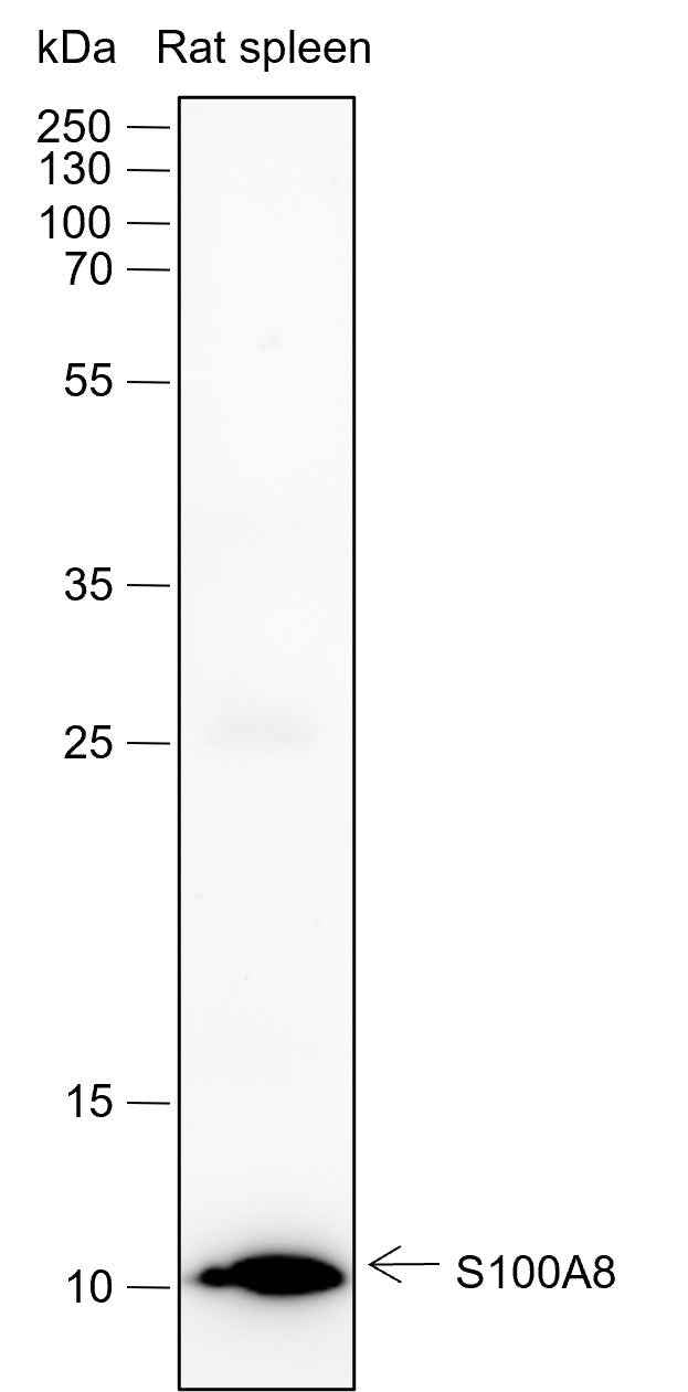 Anti-Human/Rat/Mouse S100A8 Antibody [A427]