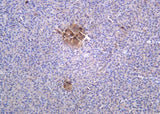 Anti-Human/Mouse/Rat Glucagon Antibody [B1015]
