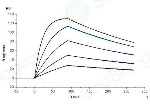 Captured 68048-H001（Daratumumab) on anti-human IgG Fc via CM5 Chip can bind CD38 (Cat: PKSH031413) with an affinity constant of 5.429 nM as determined in a SPR assay (Biacore T200) .