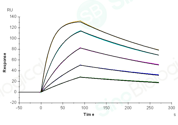 Captured 68048-H001（Daratumumab) on anti-human IgG Fc via CM5 Chip can bind CD38 (Cat: PKSH031413) with an affinity constant of 5.429 nM as determined in a SPR assay (Biacore T200) .