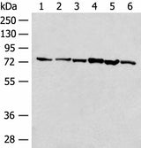 Western blot analysis of 293T cell K562 cell lysates using TCF25 Polyclonal Antibody at dilution of 1:250