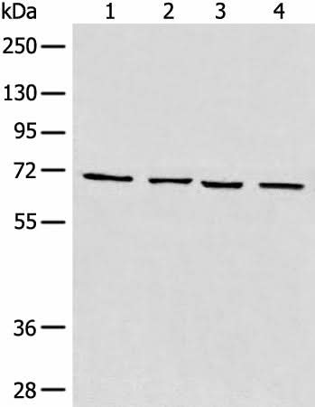 Western blot analysis of 293T cell Human heart tissue Raji and LNCAP cell lysates using MAPK4 Polyclonal Antibody at dilution of 1:550