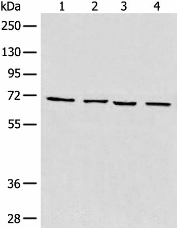 Western blot analysis of 293T cell Human heart tissue Raji and LNCAP cell lysates using MAPK4 Polyclonal Antibody at dilution of 1:550