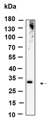 Anti-Human/Mouse/Rat ZNF364 Antibody [B956]