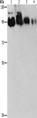 Anti-Human/Mouse EPS15L1 Antibody - ABMIUM