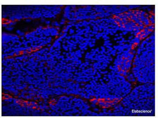 Immunofluorence of frozen section of male Gibel carp gonads with anti-VASA mouse monoclonal antibody at dilution of 1:100.