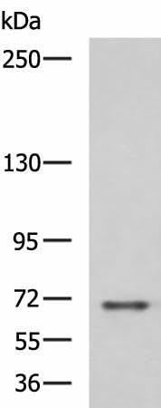Western blot analysis of RAW264.7 cell lysate using PREPL Polyclonal Antibody at dilution of 1:800