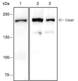 Anti-Human/Rat/Mouse Caspr Antibody [A445]