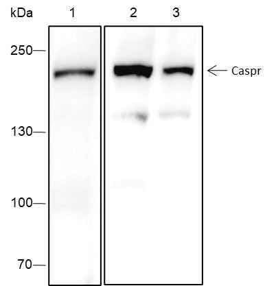 Anti-Human/Rat/Mouse Caspr Antibody [A445] - ABMIUM