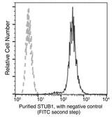 Anti-Human STUB1 Antibody [A1230] - ABMIUM