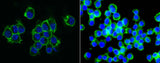 Anti-Mouse PVR Antibody [B429]