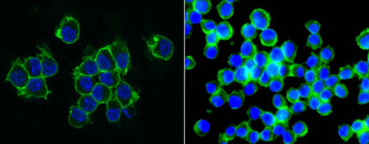 Anti-Mouse PVR Antibody [B429] - ABMIUM