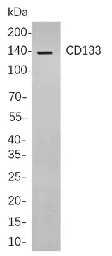 Anti-Human CD133 Antibody [B844]