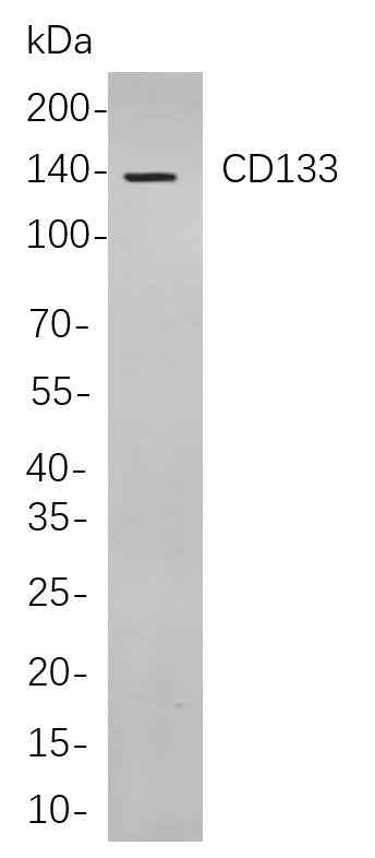 Anti-Human CD133 Antibody [B844] - ABMIUM