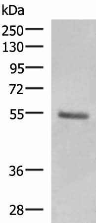 Anti-Human KRT36 Antibody