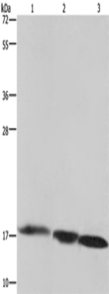 Anti-Human/Mouse/Rat FIS1 Antibody - ABMIUM