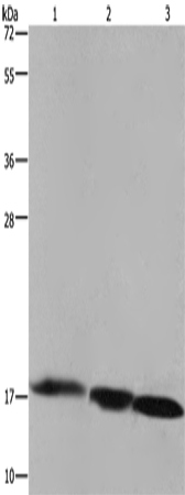Anti-Human/Mouse/Rat FIS1 Antibody - ABMIUM