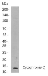 Anti-Human/Mouse/Rat Cytochrome C Antibody [B708]