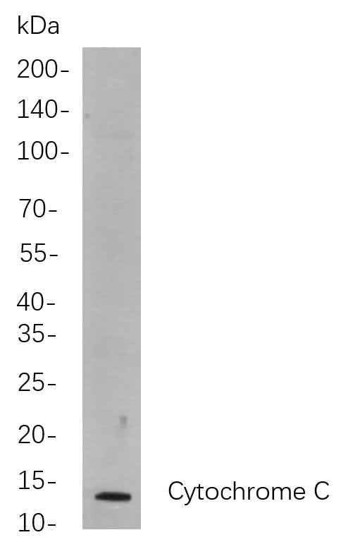 Anti-Human/Mouse/Rat Cytochrome C Antibody [B708] - ABMIUM