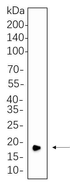 Anti-Human/Mouse/Rat CIRBP Antibody [B551] - ABMIUM