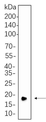 Anti-Human/Mouse/Rat CIRBP Antibody [B551]