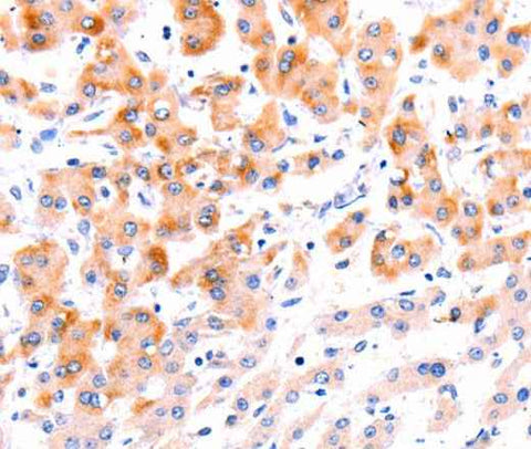 Anti-Human/Mouse/Rat Ephrin A1 Antibody