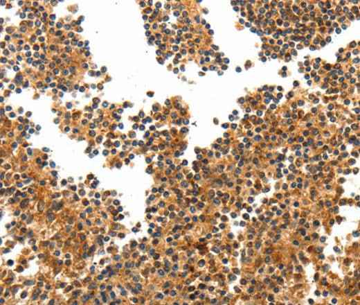 Anti-Human TERT Antibody