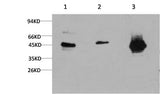 Western Blot analysis of 1) Hela, 2) 3T3, 3) Rat brain using GSK3 beta Monoclonal Antibody at dilution of 1:1000.