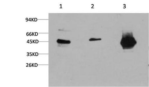 Western Blot analysis of 1) Hela, 2) 3T3, 3) Rat brain using GSK3 beta Monoclonal Antibody at dilution of 1:1000.