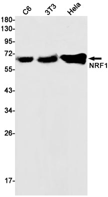 Western blot detection of NRF1 in C6,3T3,Hela cell lysates using NRF1 Rabbit mAb(1:1000 diluted).Predicted band size:54kDa.Observed band size:68kDa.