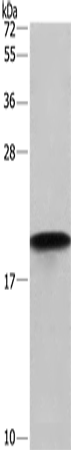 Anti-Human/Mouse/Rat PPIF Antibody - ABMIUM
