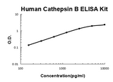 Human Cathepsin B PicoKine® Quick ELISA Kit Boster Bio