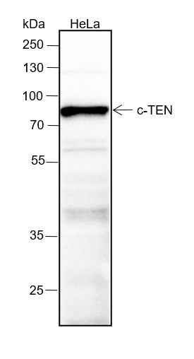 Anti-Human/Rat/Mouse CTEN Antibody [A201] - ABMIUM