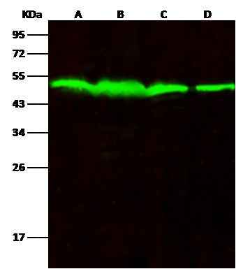 Anti-Human PTPN1 Antibody [B239] - ABMIUM