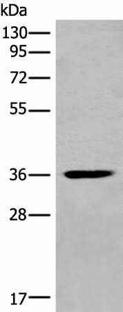 Anti-Human/Mouse MEDAG Antibody