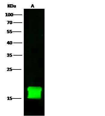 Anti-Human FKBP1A Antibody [A946] - ABMIUM