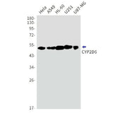 Western blot detection of CYP2D6 in Hela,A549,HL-60,U251,U87-MG cell lysates using CYP2D6 Rabbit mAb(1:1000 diluted).Predicted band size:56kDa.Observed band size:50kDa.