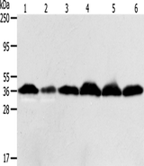 Anti-Human/Mouse/Rat APEX1 Antibody - ABMIUM