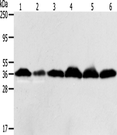 Anti-Human/Mouse/Rat APEX1 Antibody - ABMIUM