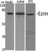 Western Blot analysis of various cells using EZR Polyclonal Antibody at dilution of 1:2000.