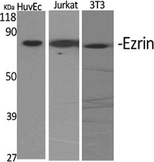 Western Blot analysis of various cells using EZR Polyclonal Antibody at dilution of 1:2000.