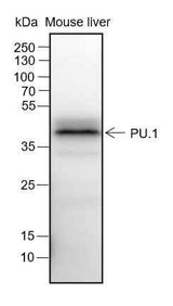 Anti-Human/Mouse PU.1 Antibody [A347]