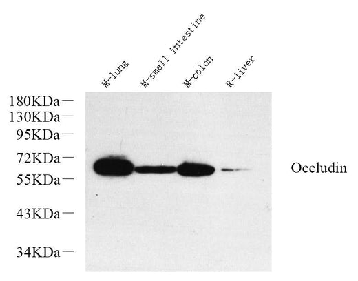 Western Blot analysis of various samples using OCLN Polyclonal Antibody at dilution of 1:1000.