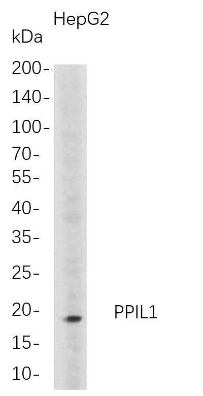 Anti-Human PPIL1 Antibody [B705] - ABMIUM