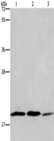 Anti-Human/Mouse/Rat RAP1B Antibody - ABMIUM