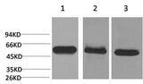 Western Blot analysis of 1) Hela, 2) Mouse brain, 3) Rat brain with CASP8 Monoclonal Antibody