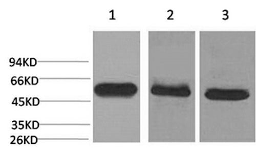 Western Blot analysis of 1) Hela, 2) Mouse brain, 3) Rat brain with CASP8 Monoclonal Antibody