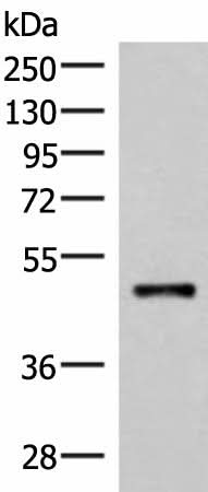 Western blot analysis of Mouse lung tissue lysate using IRX2 Polyclonal Antibody at dilution of 1:300