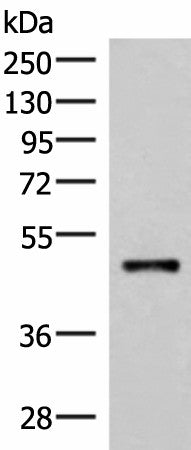 Western blot analysis of Mouse lung tissue lysate using IRX2 Polyclonal Antibody at dilution of 1:300