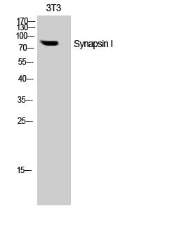 Western Blot analysis of NIH-3T3 cells with SYN1 Polyclonal Antibody